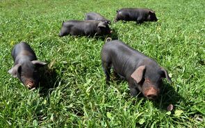Porcos portugueses vão ter centro tecnológico na Quinta do Bonito
