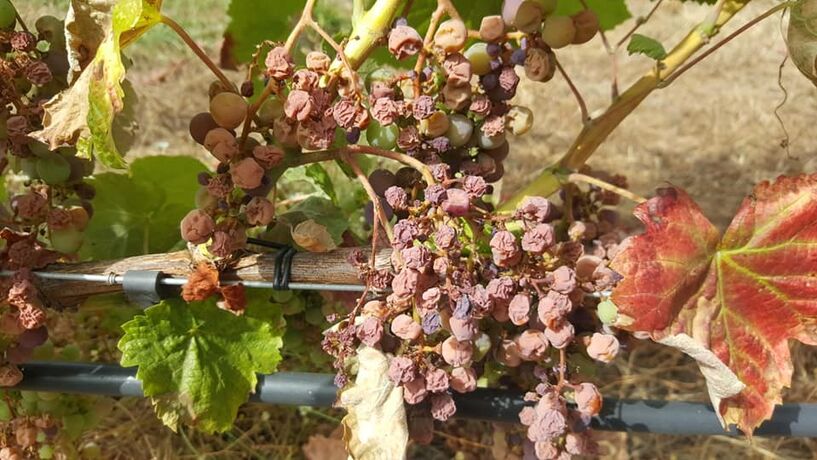 "Escaldão" nas vinhas castiga produção do Minho ao Alentejo