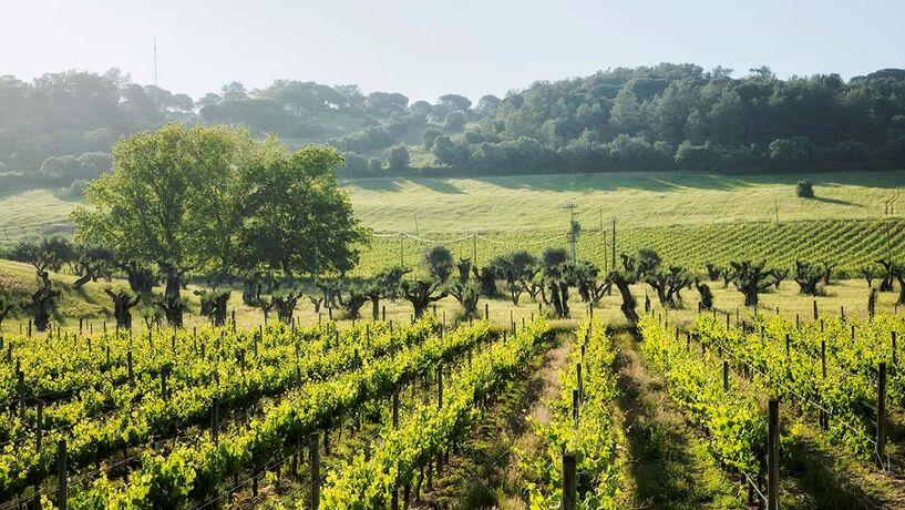 Líder dos vinhos de Setúbal quebra “monopólios” na exportação