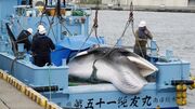 Japão retoma pesca da baleia para fins comerciais 31 anos depois