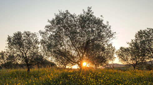 Setor do azeite vive 