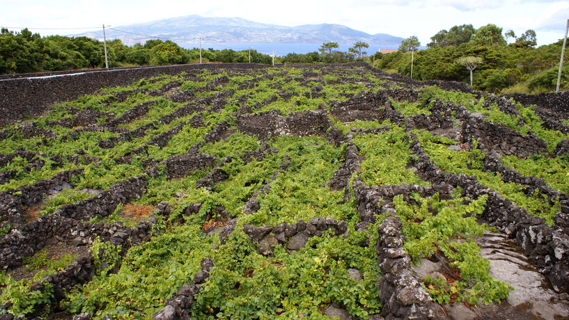 Vinhas do Pico