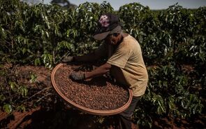 Com excesso de café, Brasil está sem espaço para armazenar grãos