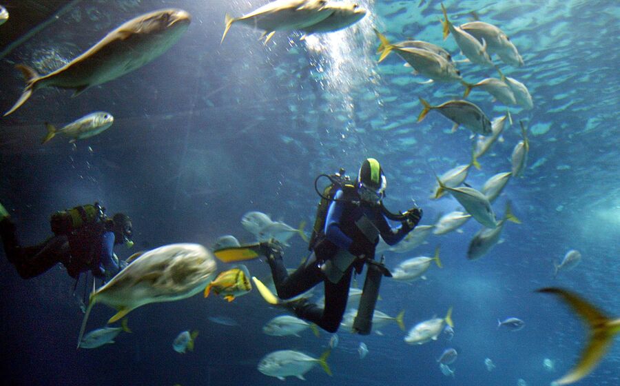 A população global de peixes é uma das que estão a diminuir devido a atividades humanas desde 1970.